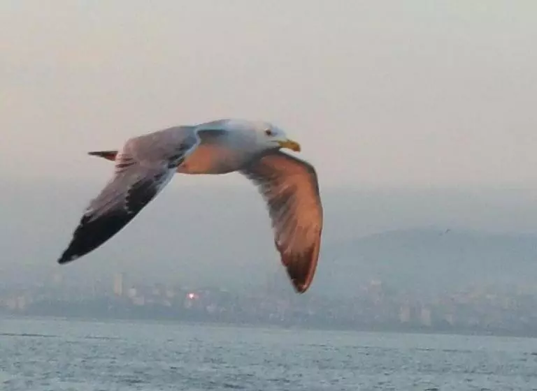 Hotel Villa Sphendone Suites Istanbul