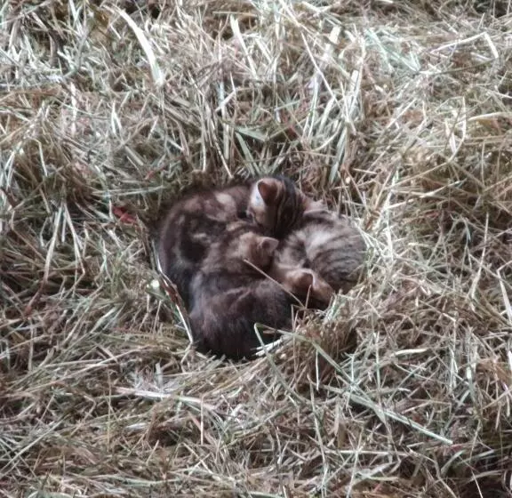 Majatalo La Belle Etoile