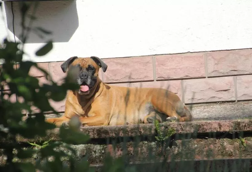 B&b Dressings Traumgarten