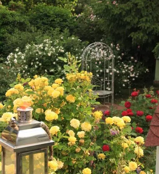 B&b Dressings Traumgarten