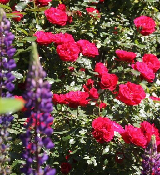 B&b Dressings Traumgarten