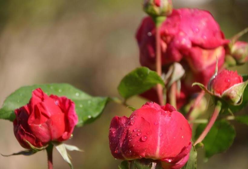 B&b Dressings Traumgarten