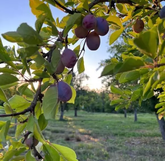 La Bastide Portoly B&b Pruneaux