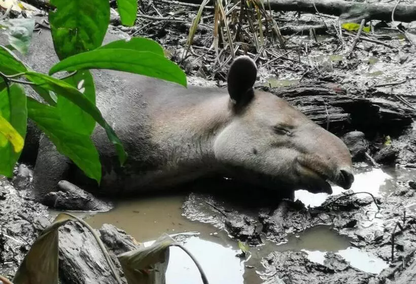 Majatalo Surá House Corcovado Habitación Big