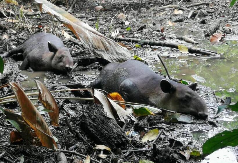 بنسيون Surá House Corcovado Habitación Big