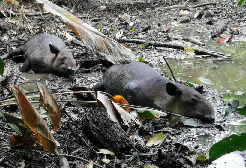 Majatalo Surá House Corcovado Habitación Big