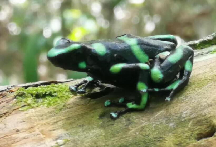 بنسيون Surá House Corcovado Habitación Big