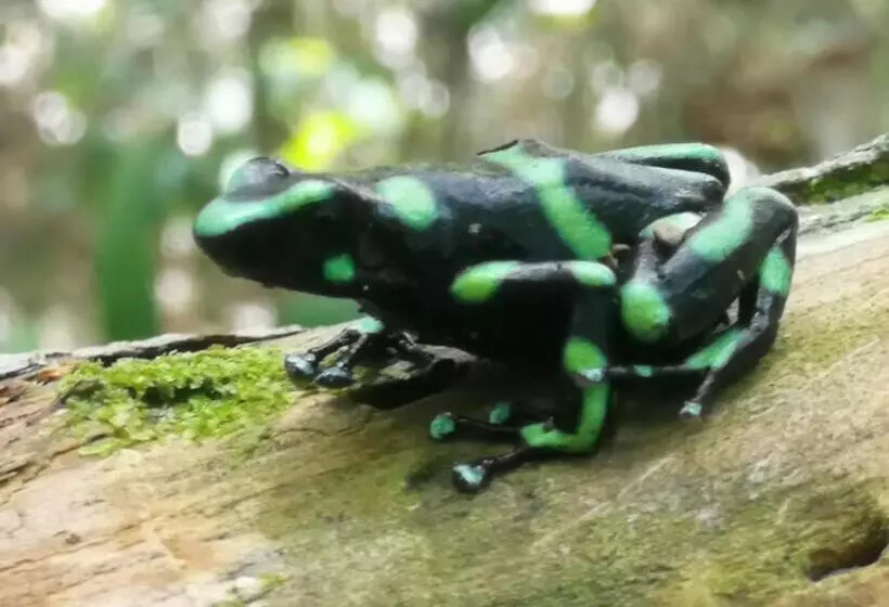 Majatalo Surá House Corcovado Habitación Big