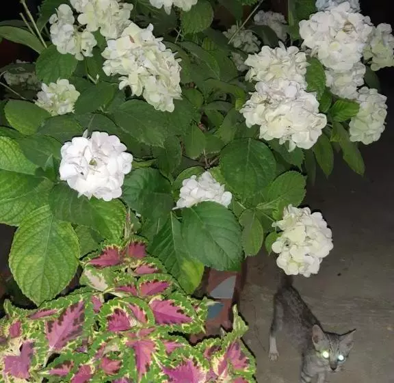 پانسیون H&a Guest House