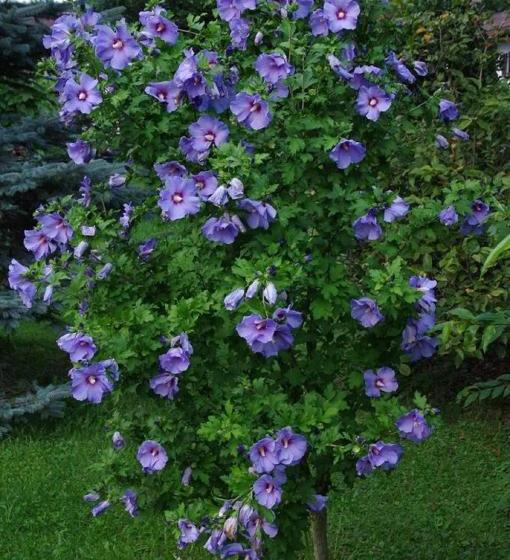 Albergue Gästehaus Lödermann