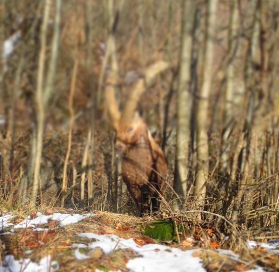 فندق Albergo Morandi