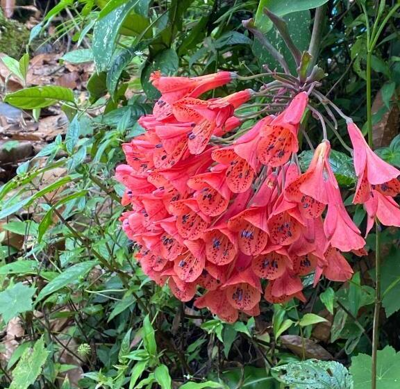 بنسيون Drapa Resort