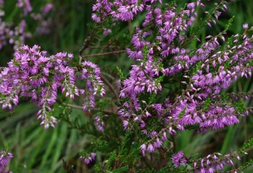 Akzent Hotel Zur Grünen Eiche