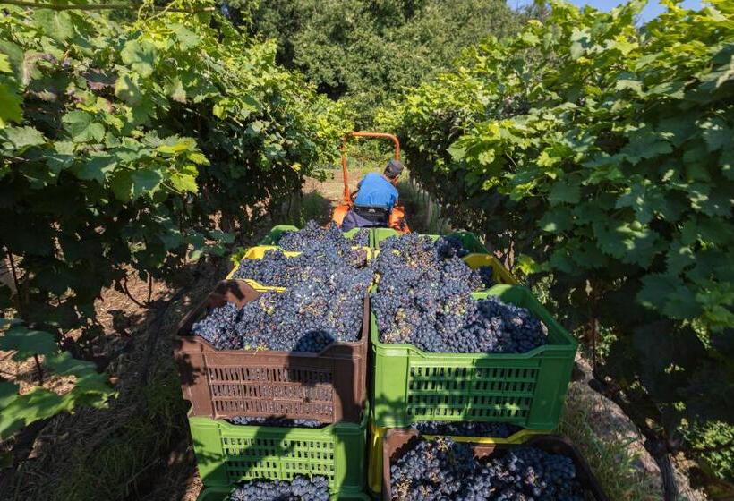 Hotelli La Gelsomina   Etna