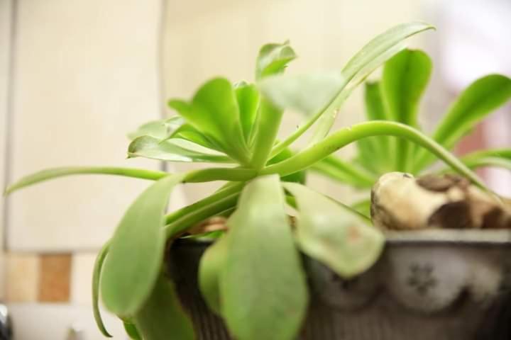 پانسیون Alucarni Guest House With Solar Energy