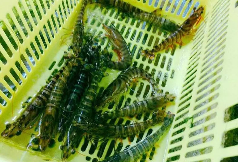 Retkeilymaja Sakai Guest House Amami（堺ゲストハウス奄美）