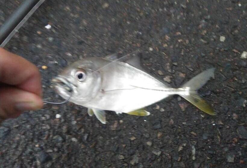 旅馆 Sakai Guest House Amami(堺ゲストハウス奄美)