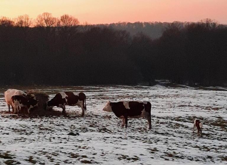 مبيت وإفطار Panorama Cehu Silvaniei
