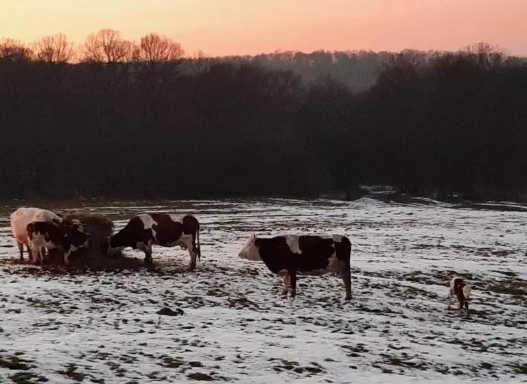 Aamiaismajoitus (B&B) Panorama Cehu Silvaniei