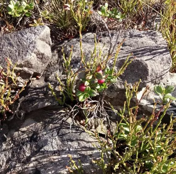 ペンション Wooddream