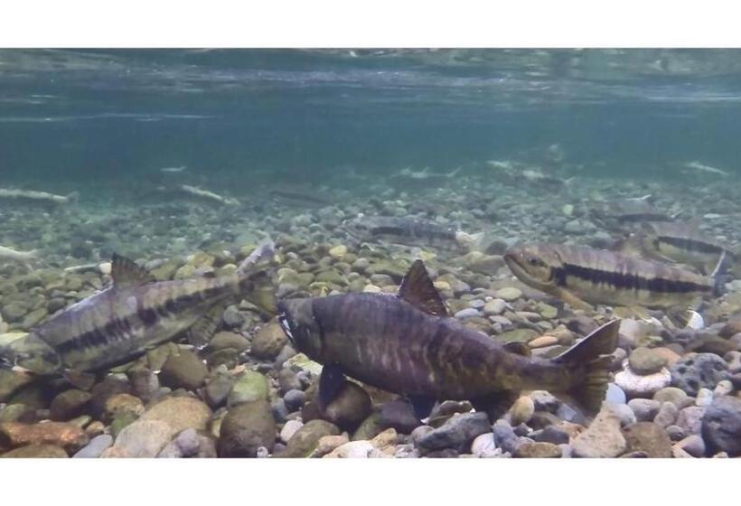 ريوكان Spr Tsunakiso Kamoenai