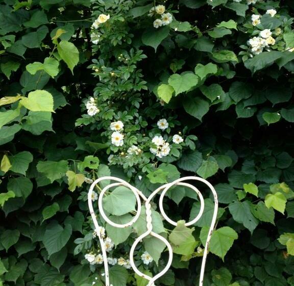 민박 Vildrosor & Höns