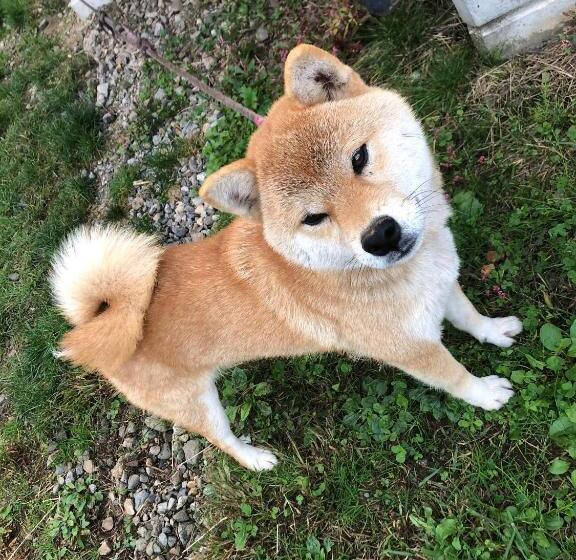 Pensió Azumino Backpackers 山の風