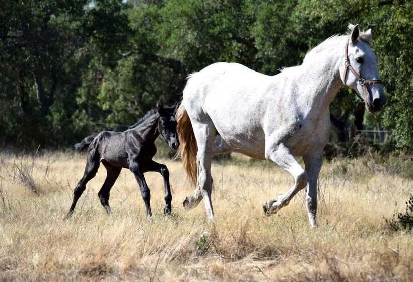 צימר Quinta Da Varzea
