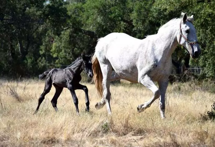 Aamiaismajoitus (B&B) Quinta Da Varzea