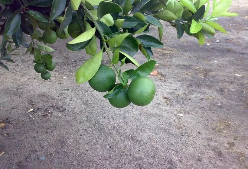 پانسیون Sonja S Guesthouse