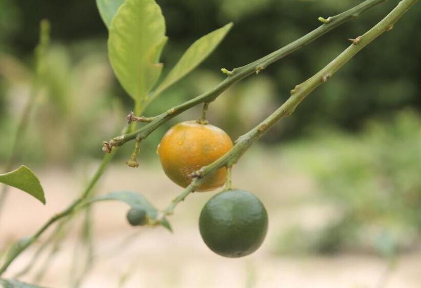 Pensió Sonja S Guesthouse