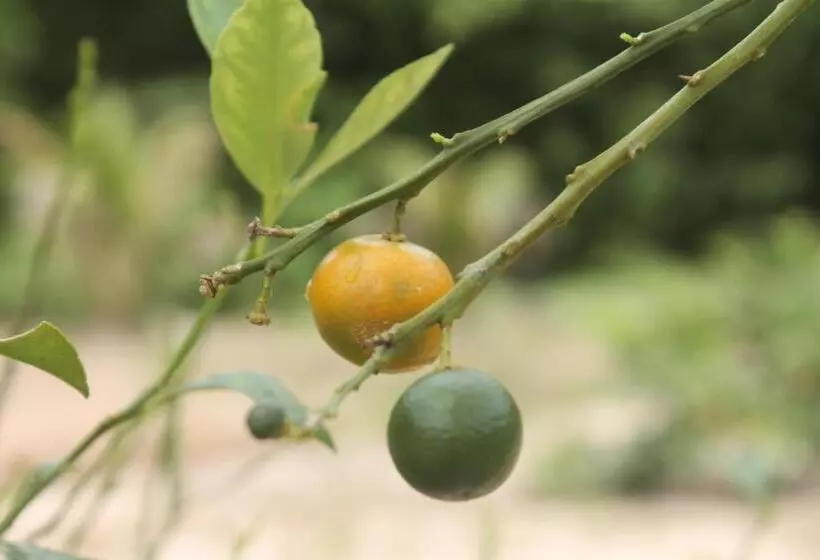 پانسیون Sonja S Guesthouse