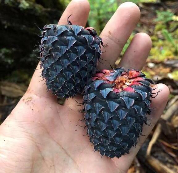 ホテル 7days Inn Garze Kangding Xinduqiao Branch