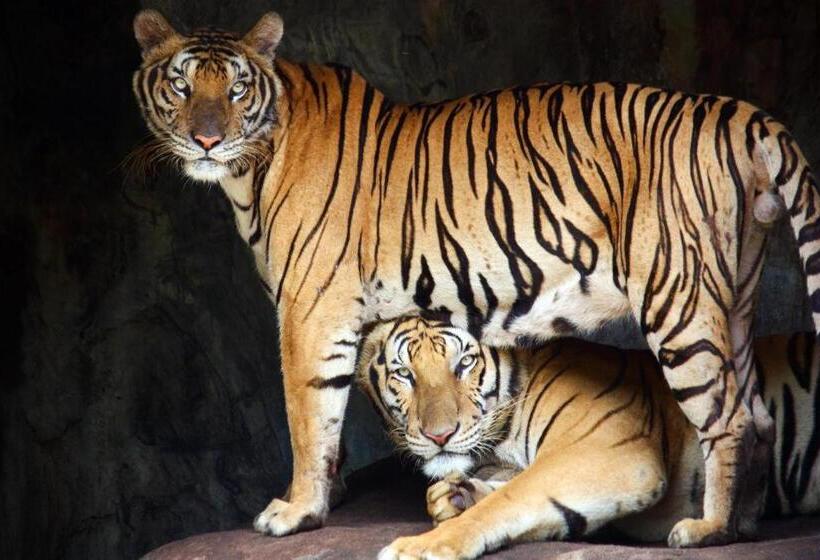 Hotel Oyo 440 Season 5 Residence