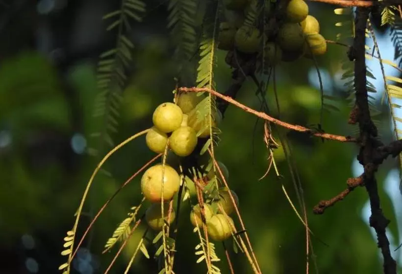 Hotelli Yala Safaris Inn