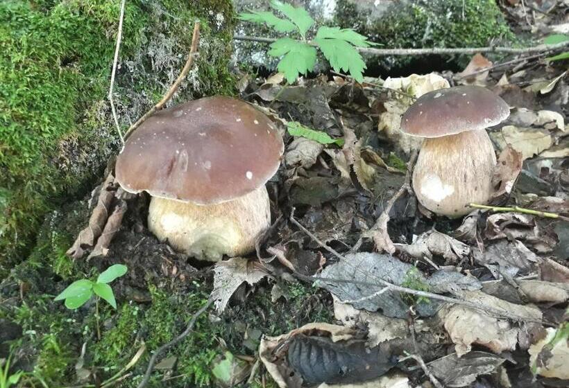 Pensione садыба над рикою