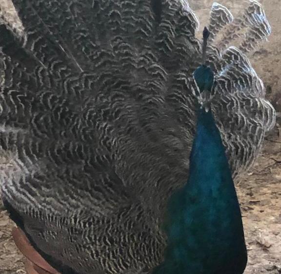 צימר Château De La Mothe