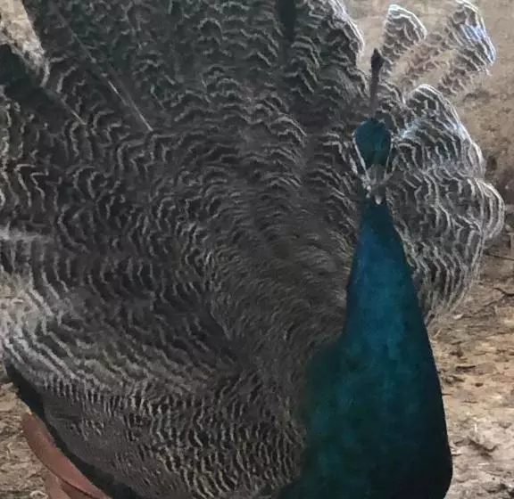 Aamiaismajoitus (B&B) Château De La Mothe