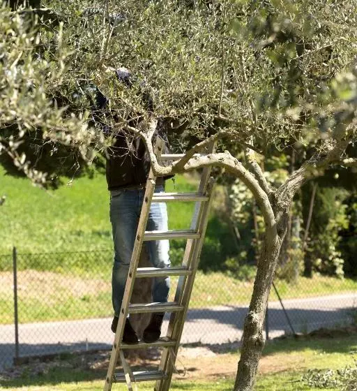 Aamiaismajoitus (B&B) Bed&breakfast Il Frantoio