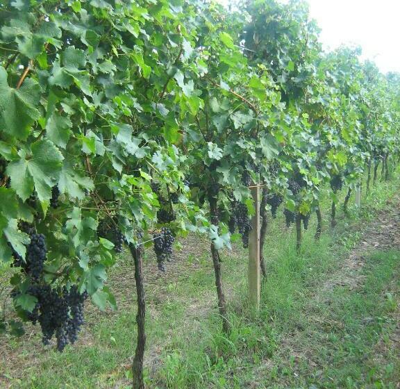 בית מלון כפרי Borgo Di Corte   Alloggio Agrituristico