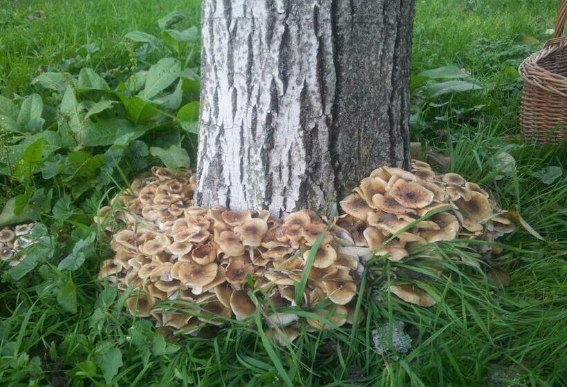 בית מלון כפרי Borgo Di Corte   Alloggio Agrituristico