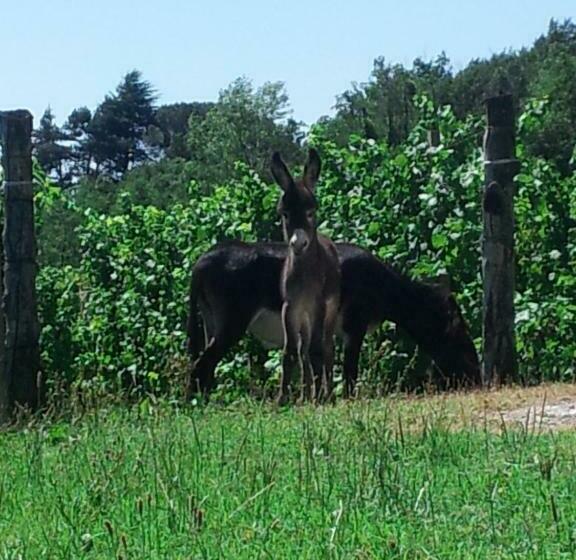 Hotel Borgo Di Corte Alloggio Agrituristico