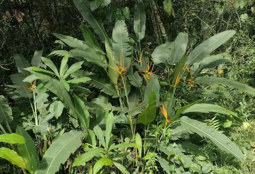 ホテル Villa Falian Nido Colibrí
