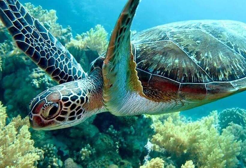 فندق Comfort Inn & Suites