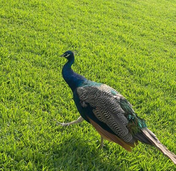 ホテル Hacienda Guamito