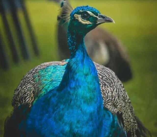 ホテル Hacienda Guamito