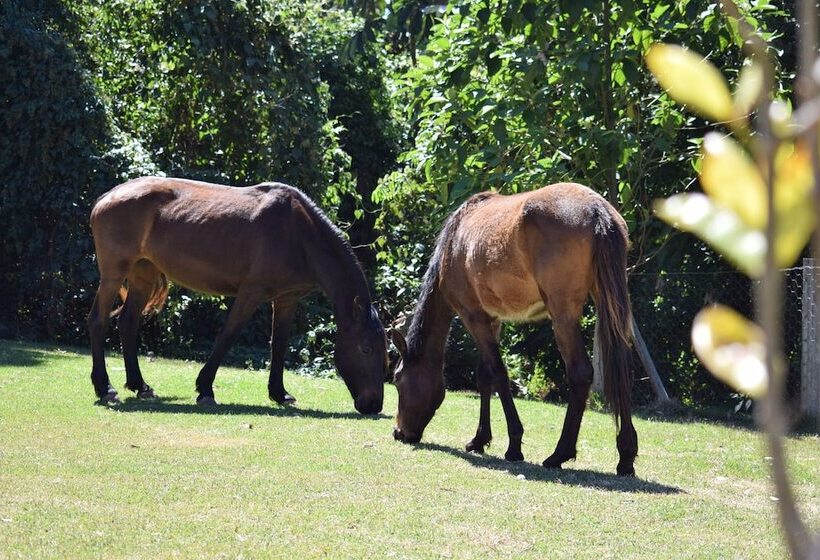 ペンション Pousada Appaloosa