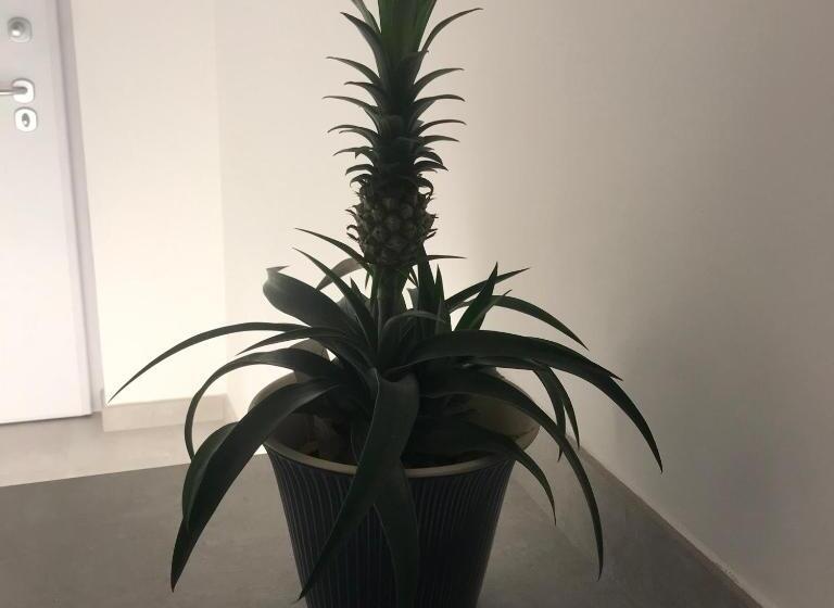 ペンション Millie S Place Sorrento