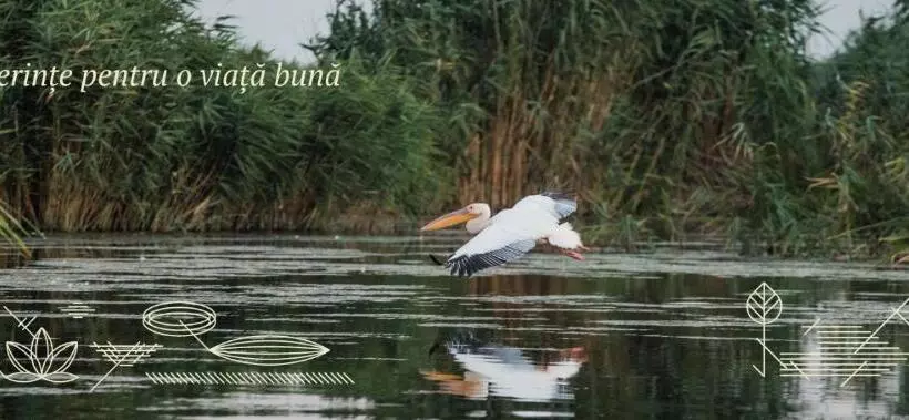 Pensiunea Nest