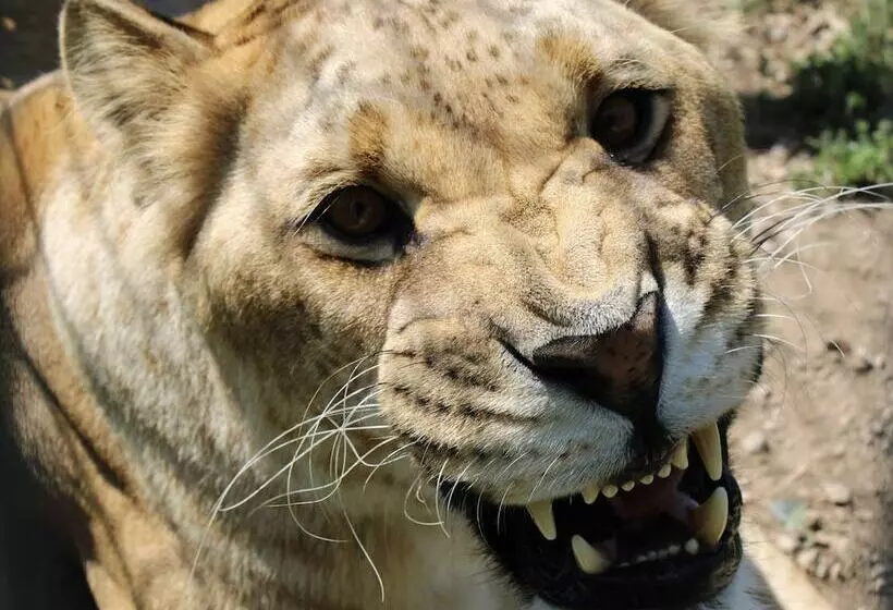 هتل Cedar Lodge And Settlement